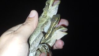 Catching Basilisk in Florida Basiliscus vittatus [upl. by Hollie]