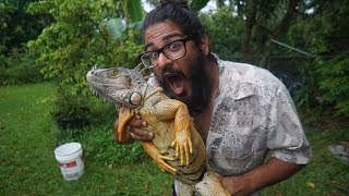 EATING IGUANA  Catching and Cooking Invasive Green Iguanas in Florida [upl. by Fariss]