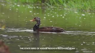 Deo Hanh The Divine Duck [upl. by Akaenahs]