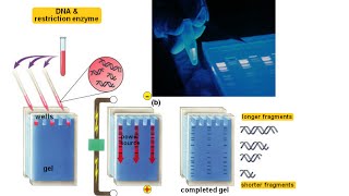 Agarose gel electrophoresis [upl. by Karly]