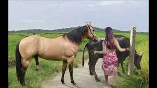 My sister training care her lovely horse in beginner 2021 [upl. by Ahsinra]