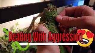 How To Deal With Iguana Aggression  BEST WAY [upl. by Lenora]