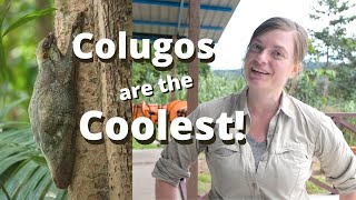 What is a Colugo Spotting One in Borneo [upl. by Nealon786]