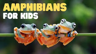 Amphibians for Kids  What is an amphibian Learn the characteristics of amphibians [upl. by Ymmik892]