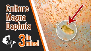 How to culture DAPHNIA MAGNA  The easy way [upl. by Galloway380]