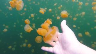 Jellyfish Lake [upl. by Elwee383]