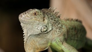 4 Cool Facts about Green Iguanas  Pet Reptiles [upl. by Ginger]