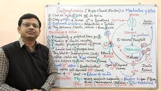 Diabetes Mellitus Part10 Mechanism of Action of Sulfonylurease  Antidiabetic Drugs  Diabetes [upl. by Meehan]