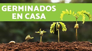 CÓMO HACER GERMINADOS de LENTEJAS EN CASA [upl. by Renruojos]