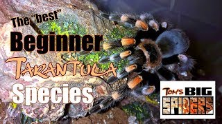 The Best Beginner Tarantula Species [upl. by Auginahs851]