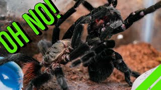 INTENSE Tarantula Breeding GONE WRONG [upl. by Rednave]