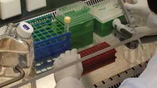 CEVEC PEI Transfection Video Protocol [upl. by Eliga]