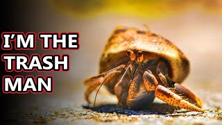 Hermit Crab facts whats under the shell  Animal Fact Files [upl. by Ful]