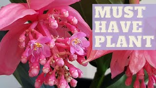 How To Grow MEDINILLA MAGNIFICA  Rose Grape Plant [upl. by Kuth]