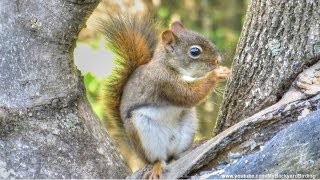 Red Squirrels Excited Eating Sounds [upl. by Qifar]