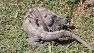 Black Iguanas Breeding Iguana Apareandose  Ctenosaura Similis [upl. by Hasan]