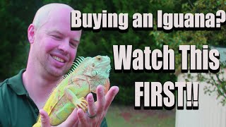 Buying a Pet Iguana 5 Things to Consider FIRST [upl. by Wane]