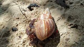 Caribbean Land Hermit Crab Coenobita clypeatus Guadeloupe [upl. by Doreen845]