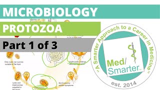 Protozoa  Microbiology  USMLE STEP 1  Part 1 of 3 [upl. by Autry]