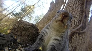 Grey squirrel vocalizations [upl. by Aryhs]