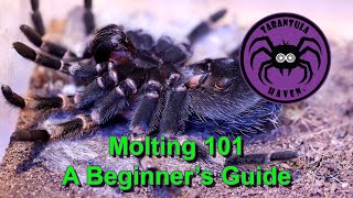 Molting 101  A Beginners Guide [upl. by Hailey]