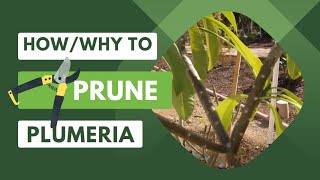 How and Why to Prune Your PlumeriaFrangipani [upl. by Aikan]