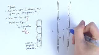 AS Biology  Transport systems in plants OCR A Chapter 91 [upl. by Earley400]