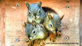 Funniest and Cutest Baby Squirrels [upl. by Sivehc]