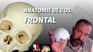 Anatomie de los frontal [upl. by Grous]