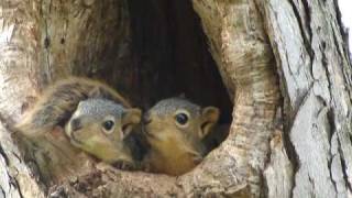 Baby squirrels in nest [upl. by Thatch860]