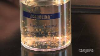 How to Care for Daphnia [upl. by Ellynad]