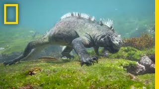 Swim Alongside a Galápagos Marine Iguana  National Geographic [upl. by Bekha]