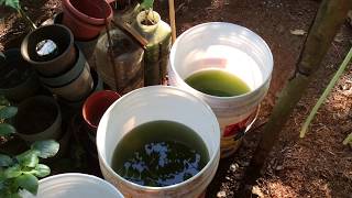 How to grow Green Water Algae [upl. by Jariah811]