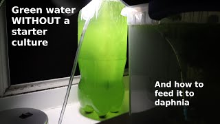 Green Water WITHOUT a Starter Culture  From Scratch  How To [upl. by Barker]