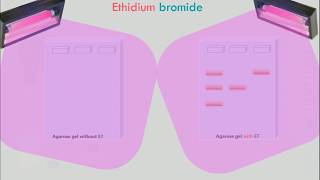 Agarose Gel Electrophoresis Animation [upl. by Stila]