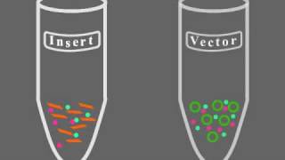 Key Steps of Molecular Cloning [upl. by Inele]