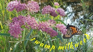 Swamp milkweed  the Monarch plant [upl. by Katey]