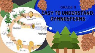 Gymnosperms [upl. by Boorman]