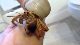 Caribbean Hermit Crab  Coenobita Clypeatus [upl. by Lenna]