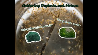 How To Culture Daphnia and Moinas using Green Water Spirulina powder [upl. by Yeoj]