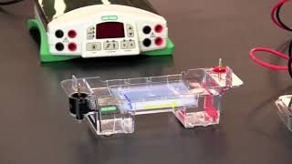 How To Load and Run Agarose Gel Electrophoresis [upl. by Modie]