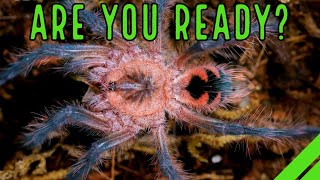 YOUR 1st Tarantula  What To Expect When YOURE Expecting a Spider [upl. by Bergen]