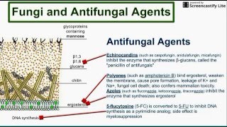 Fungi and Antifungal Agents [upl. by Koh]