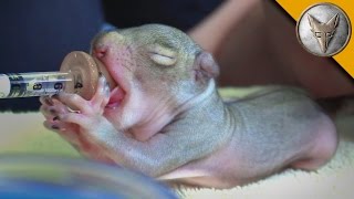 Baby Squirrel Feeding Frenzy [upl. by Hinson911]