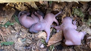 Peekaboo Baby Squirrels are BACK [upl. by Ayhdnas]