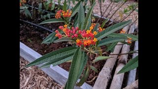 Propagating Tropical Milkweed [upl. by Den471]