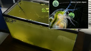 Raising Daphnia for the Freshwater Aquarium [upl. by Alyakem]