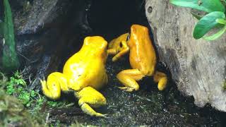 phyllobates terribilis fight for dominance [upl. by Magna]