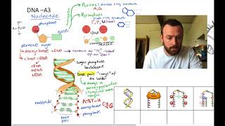 DNA mindmap OCR A Level Biology 23 [upl. by Nylad]