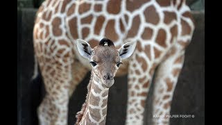 Baby Giraffe Talking Rare Giraffe Vocalizations [upl. by Amhser733]